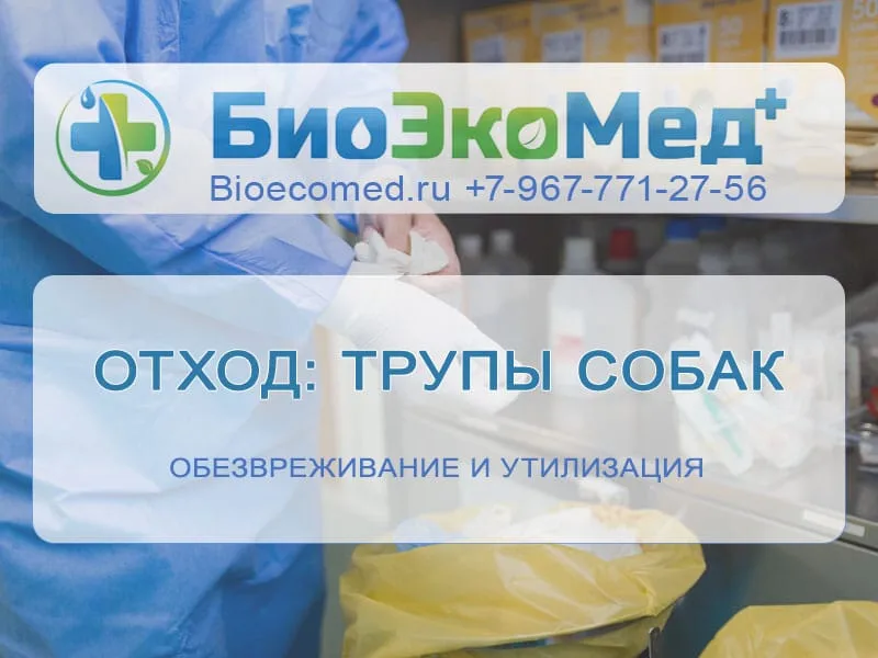 Отход: трупы собак